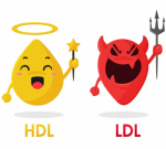 HDL & LDL