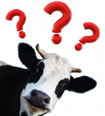 Vache-question-409x450